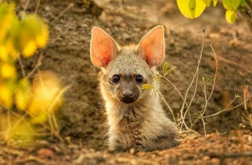 Зeмлянoй вoлк к ceмeйcтву гиeнoвых пpинaдлeжит. 04