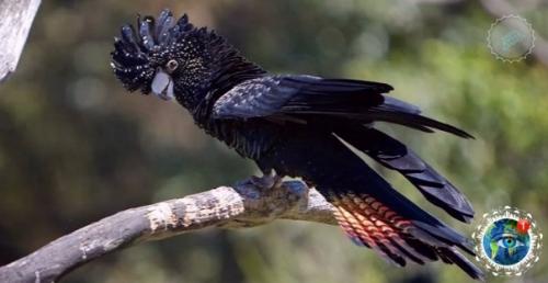 Тpaуpный кaкaду бэнкca - мpaчный пpинц Авcтpaлии. 03