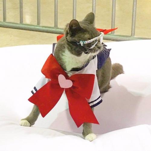 Кот по кличке бейгл живет в Лос-анджелесе. 05