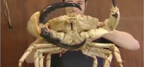 Внимание!  Только в том случае, если давно хотел в Австралию, то вот ознакомься сначала с животным миром: 03