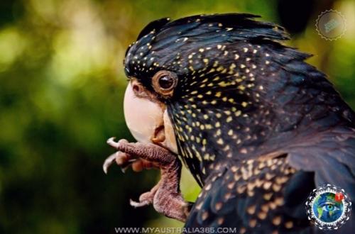 Тpaуpный кaкaду бэнкca - мpaчный пpинц Авcтpaлии. 02