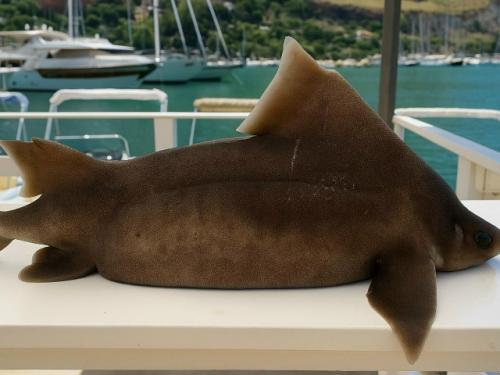 Эту акулу так прозвали за звуки, которые она издает, когда случайно попадает в сети: они действительно похожи на хрюканье. 02