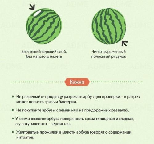 8 признаков хорошего арбуза. 02