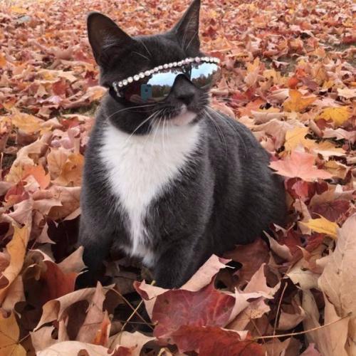 Кот по кличке бейгл живет в Лос-анджелесе. 04