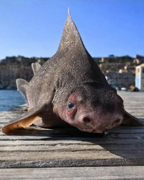 Эту акулу так прозвали за звуки, которые она издает, когда случайно попадает в сети: они действительно похожи на хрюканье. 01