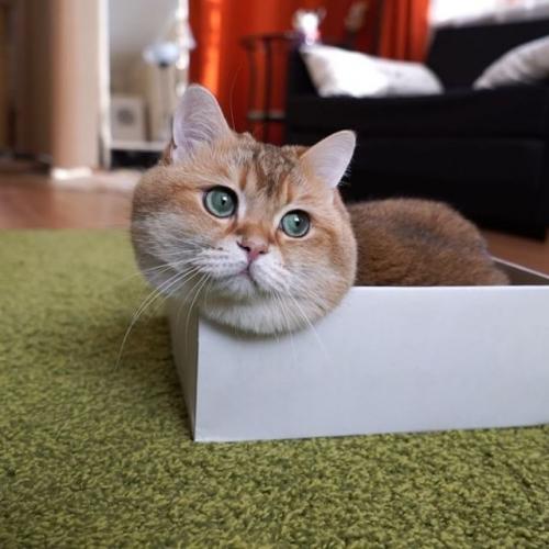 Ученые и специалисты по поведению животных объяснили, почему коты так обожают коробки. 02