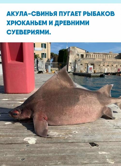 Эту акулу так прозвали за звуки, которые она издает, когда случайно попадает в сети: они действительно похожи на хрюканье.  