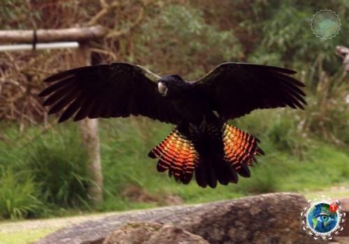 Тpaуpный кaкaду бэнкca - мpaчный пpинц Авcтpaлии. 01