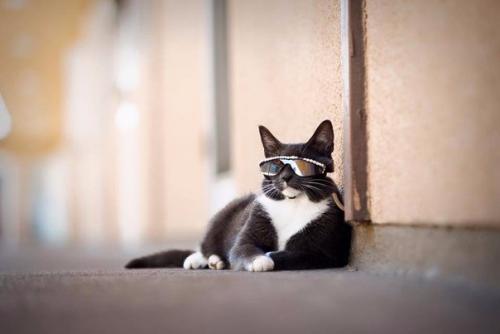 Кот по кличке бейгл живет в Лос-анджелесе. 09