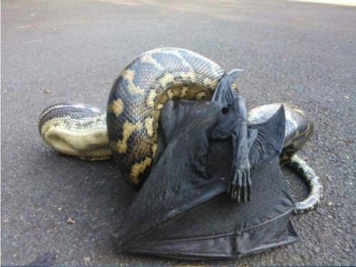 Внимание!  Только в том случае, если давно хотел в Австралию, то вот ознакомься сначала с животным миром: 08