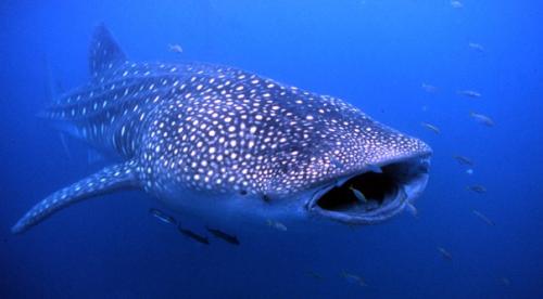 Истории путешественников, отважившихся преодолеть океан. 02 Истории путешественников, отважившихся преодолеть океан. 02