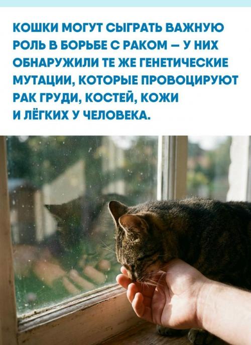Исследователи обнаружили у домашних кошек те же нарушения в днк, которые вызывают рак груди, костей, кожи и лёгких у человека.  