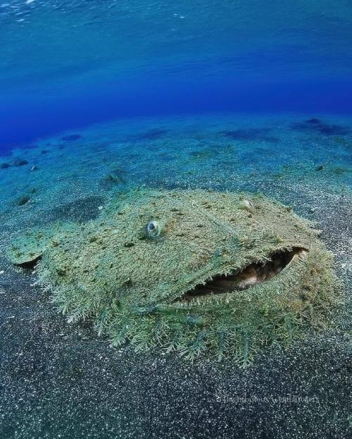 Живой шедевр природы: воббегонг в естественной среде.


