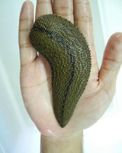 На фото - азиатская бизонья пиявка. 01