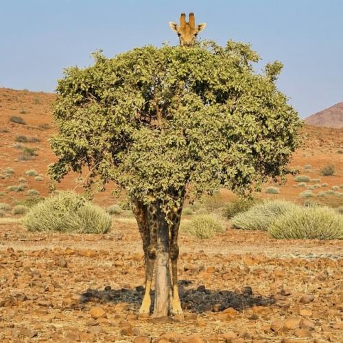 Жираф в прятки играет.

