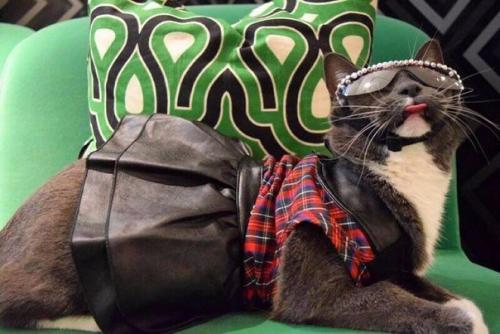 Кот по кличке бейгл живет в Лос-анджелесе.