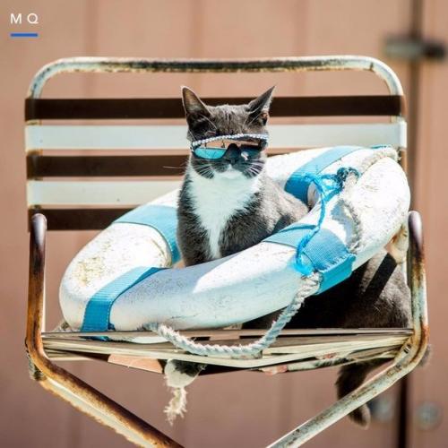 Кот по кличке бейгл живет в Лос-анджелесе. 03