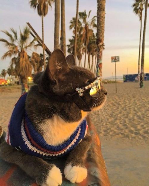 Кот по кличке бейгл живет в Лос-анджелесе. 08