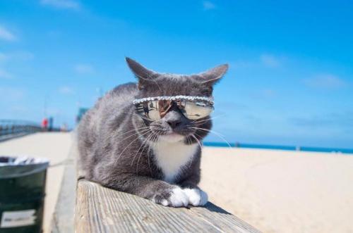 Кот по кличке бейгл живет в Лос-анджелесе. 02