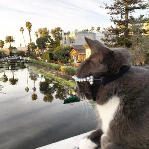 Кот по кличке бейгл живет в Лос-анджелесе. 06