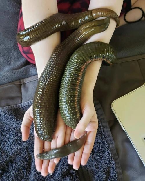 На фото - азиатская бизонья пиявка. 
