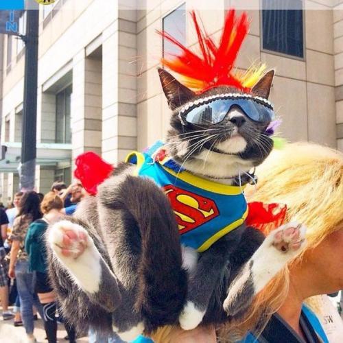 Кот по кличке бейгл живет в Лос-анджелесе. 07