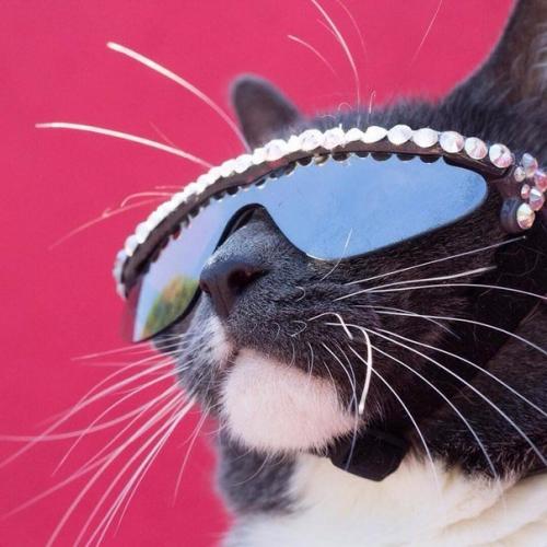 Кот по кличке бейгл живет в Лос-анджелесе. 01