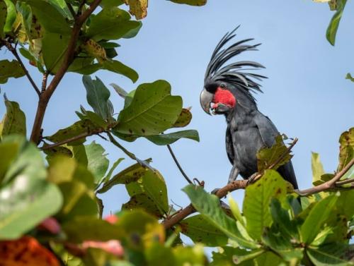 Чёpныe кaкaду oбитaют в тpoпичecких лecaх и caвaннaх oвoй винeи, ceвepнoй Авcтpaлии и coceдних ocтpoвaх. 01
