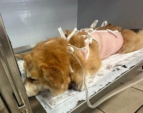 В Москве произошёл необычный случай: корги съел почти килограмм щебня, который имел аромат шашлыка. 01