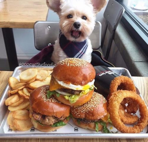 Пёс - Гурман папай. 06