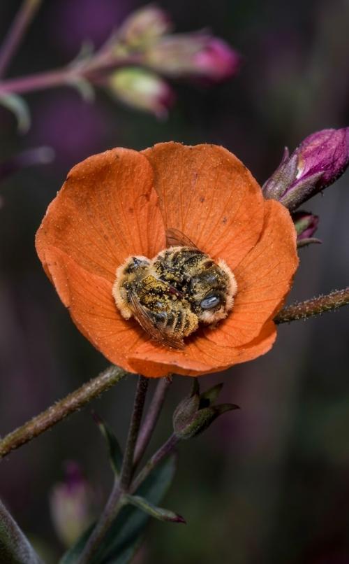 38-Летний Джо из феникса заметил необычное поведение насекомых, когда его невеста фотографировала абрикосовую мальву. 01