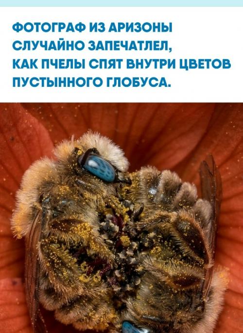 38-Летний Джо из феникса заметил необычное поведение насекомых, когда его невеста фотографировала абрикосовую мальву.  