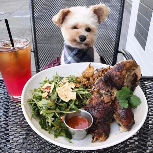 Пёс - Гурман папай. 07