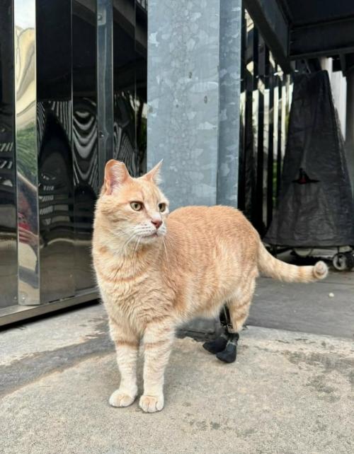 Это витуццо суперзвезда. 
