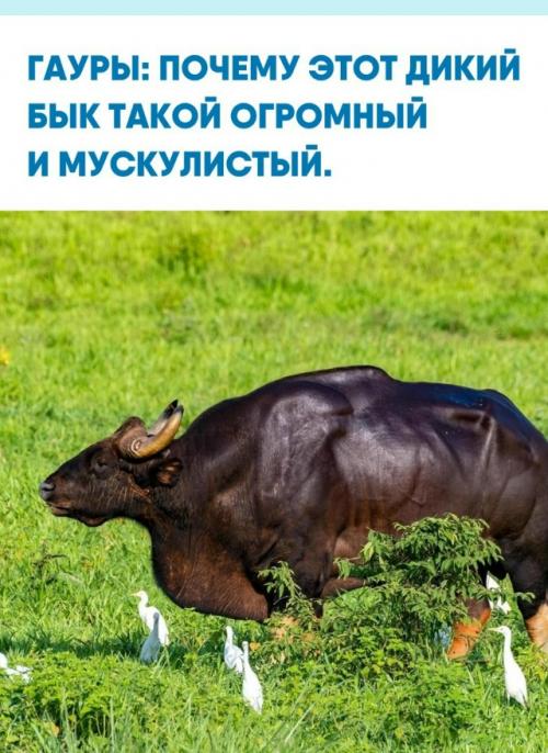 Гаур - крупнейший представитель рода настоящих быков и самый крупный представитель семейства полорогих.  