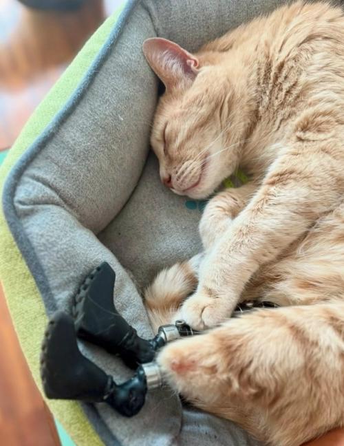 Это витуццо суперзвезда. 01