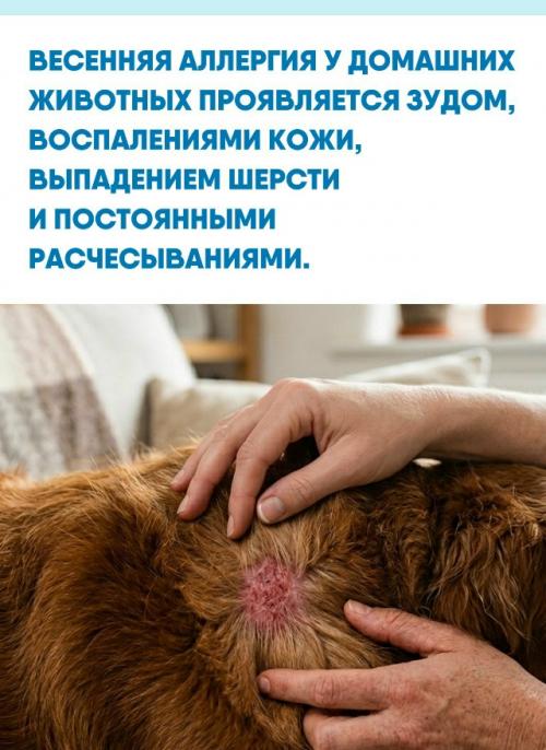 Симптомы доставляют питомцам серьезный дискомфорт, поэтому при первых признаках заболевания необходимо обратиться к специалисту.  