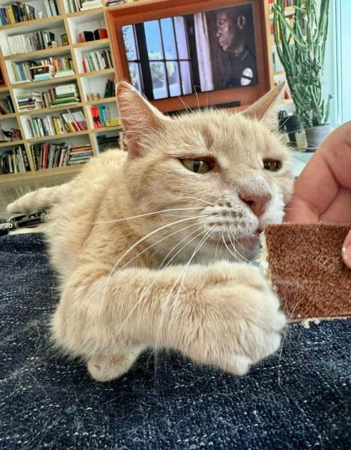 Это витуццо суперзвезда. 04