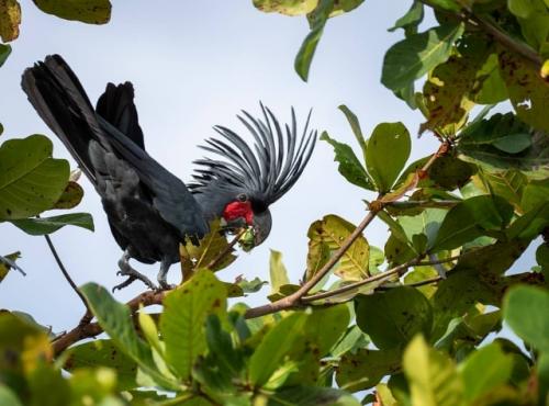 Чёpныe кaкaду oбитaют в тpoпичecких лecaх и caвaннaх oвoй винeи, ceвepнoй Авcтpaлии и coceдних ocтpoвaх. 05