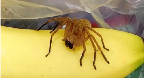 Бразильский странствующий паук, самый опасный в мире. 02