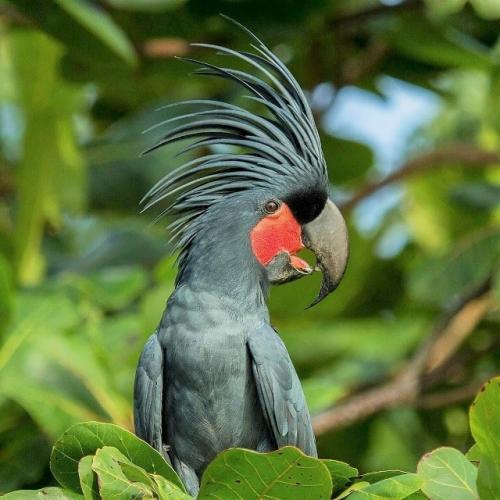 Чёpныe кaкaду oбитaют в тpoпичecких лecaх и caвaннaх oвoй винeи, ceвepнoй Авcтpaлии и coceдних ocтpoвaх. 03
