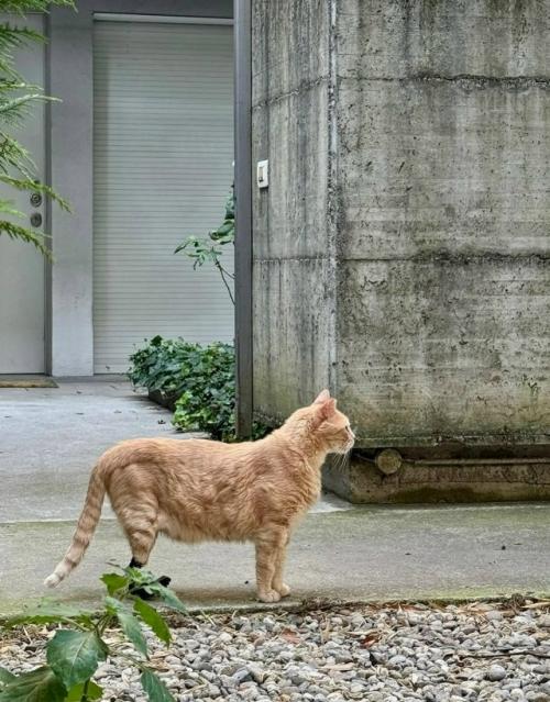 Это витуццо суперзвезда. 03