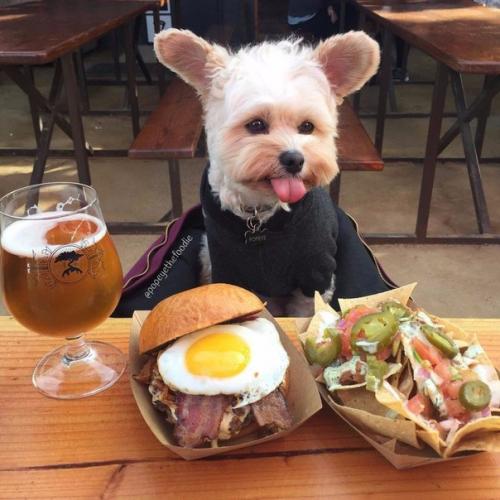 Пёс - Гурман папай. 05