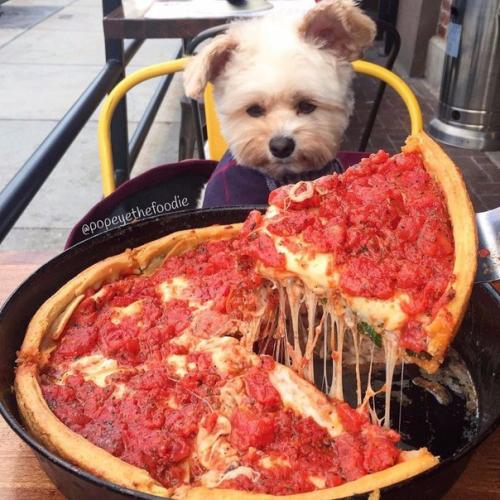 Пёс - Гурман папай. 04