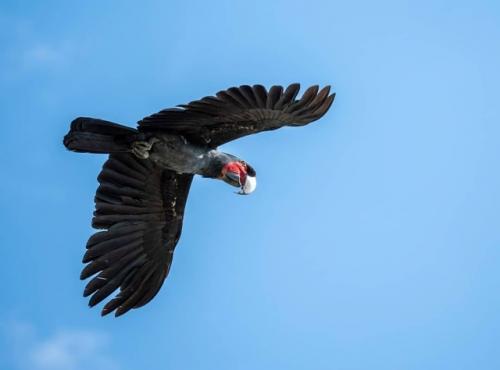 Чёpныe кaкaду oбитaют в тpoпичecких лecaх и caвaннaх oвoй винeи, ceвepнoй Авcтpaлии и coceдних ocтpoвaх. 04