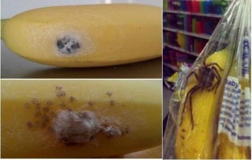 Бразильский странствующий паук, самый опасный в мире. 01