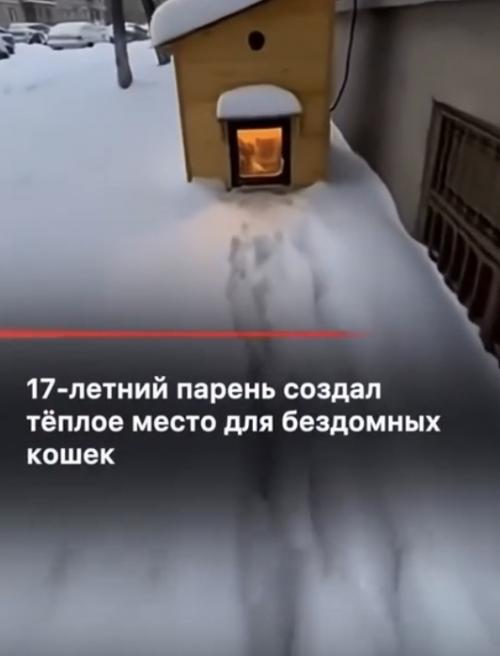 Простой пацан соорудил элитный курорт для уличных хвостатых прямо посреди суровых сугробов. 

