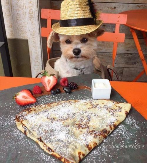 Пёс - Гурман папай. 01