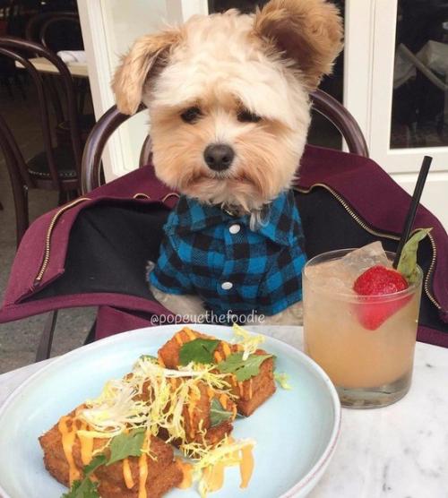 Пёс - Гурман папай.