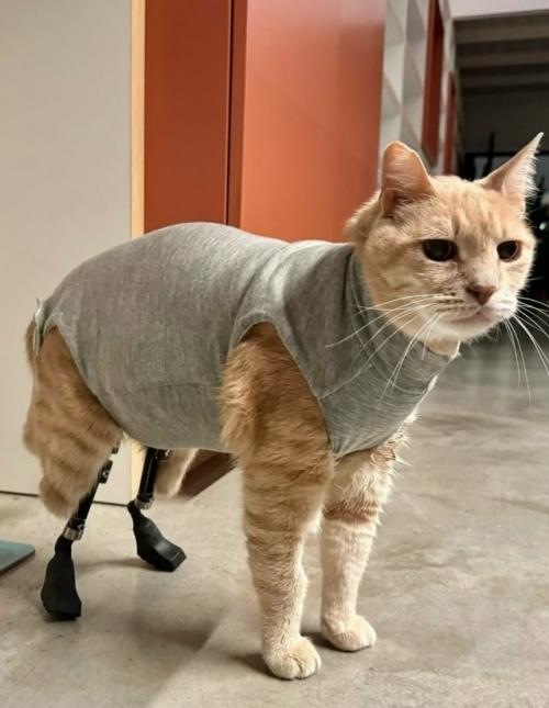 Это витуццо суперзвезда. 02